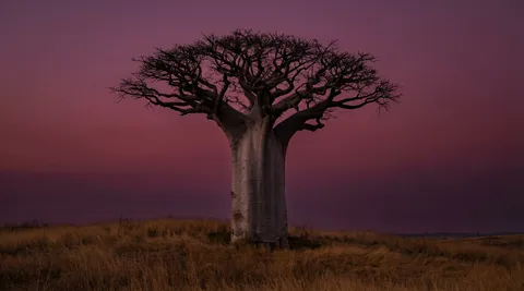 A solitary baobab tree in Madagascar savanna at sunset. The trunk is 10 meters diameter, smooth pale grey, tapering before erupting into root-like branches reaching in every direction. Tonight volcanic aerosols have turned the sky deep magenta-purple. The crown is a black silhouette against this impossible sky, every branch end visible. Golden dry grass stretches around the base. A circular polarizer darkens and intensifies the magenta. Shot on Hasselblad X2D, 45mm, f/8, ISO 64. Negative: people, other trees nearby, HDR, oversaturated beyond natural, text, watermark.